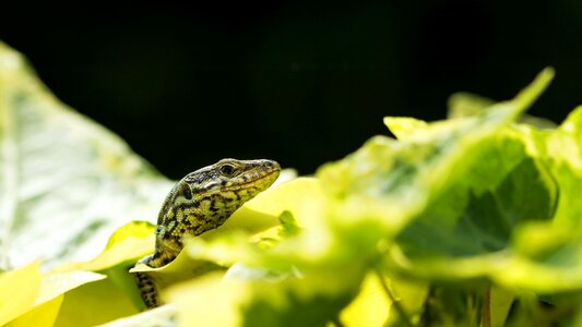 Reptile close scaly