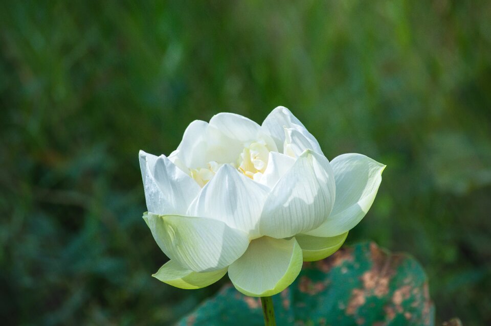 Summer green plant