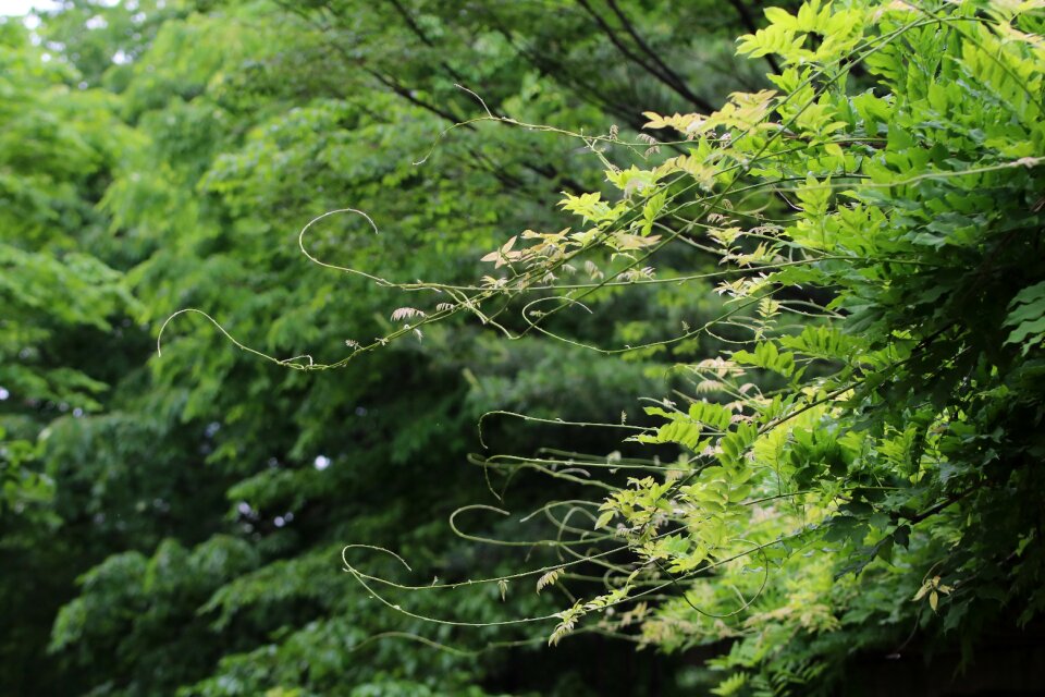Plants branches hope