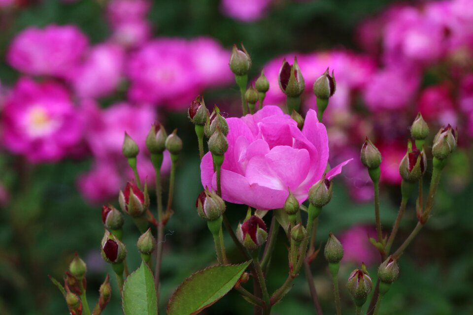 Nature flowers fresh medium