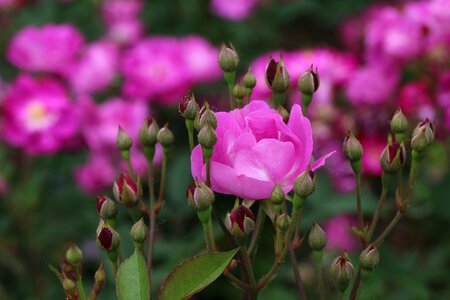 Nature flowers fresh medium