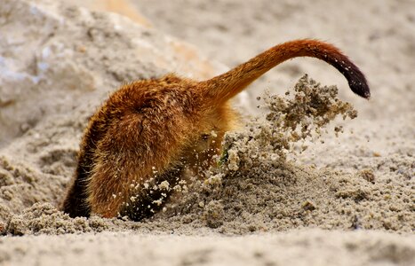 Digging sand rooting