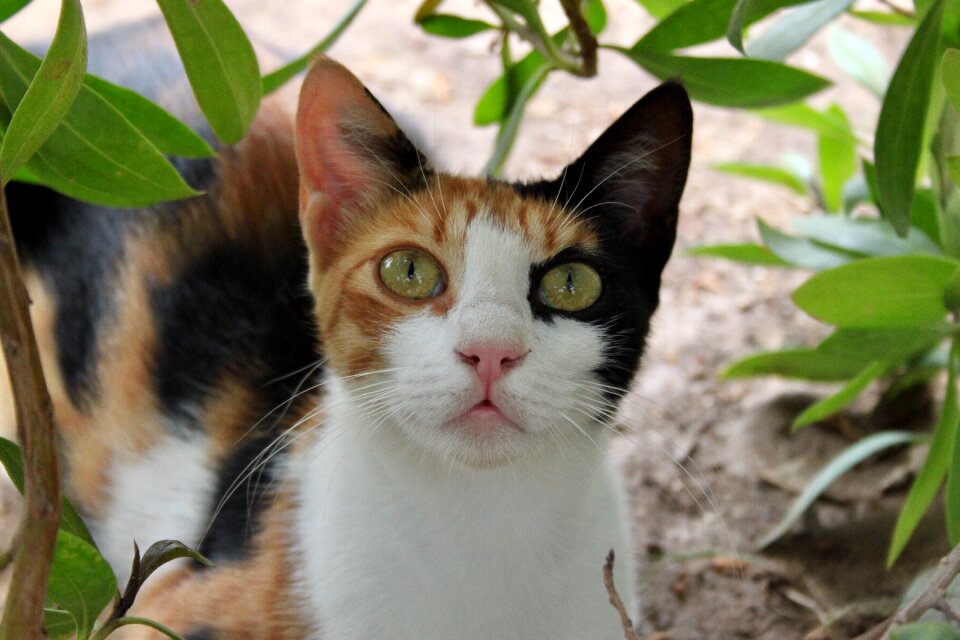 Animals nature domestic cat