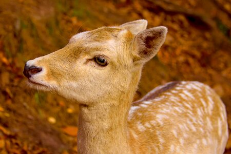Nature animal forest