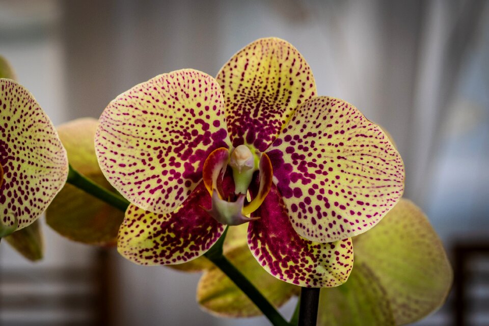 Phalaenopsis flower spring