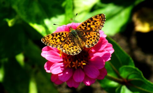 Flower macro wings photo