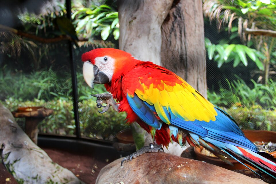 Animal plumage beak