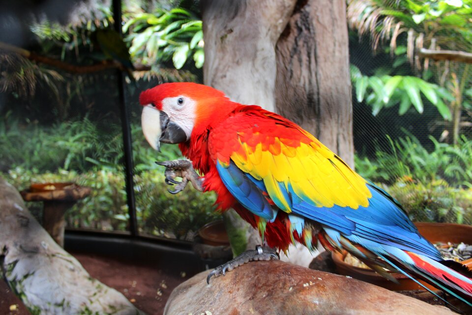 Animal plumage beak photo