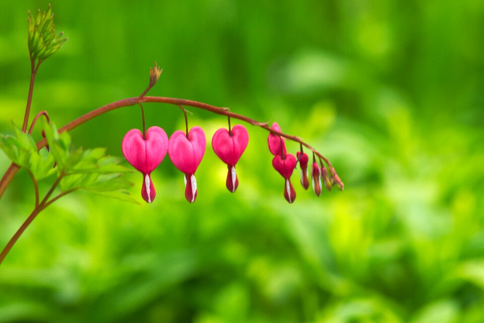 Garden flower bleeding heart