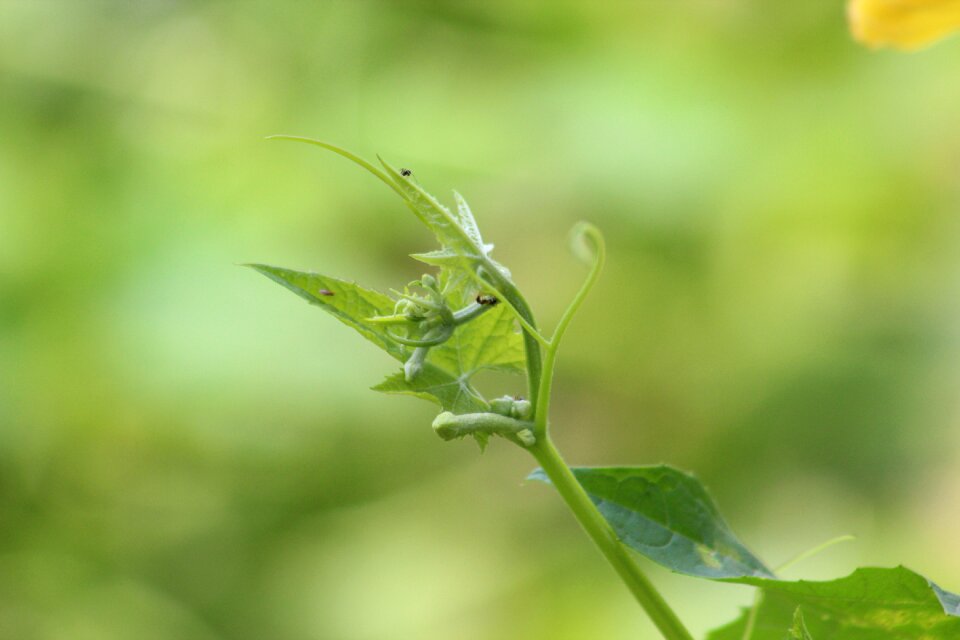 Green leaf garden photo