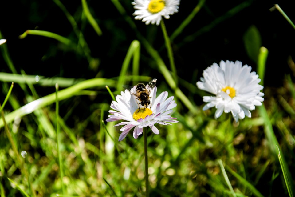 Nature flower daisy