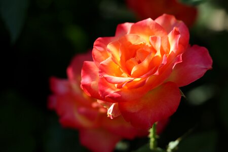Bloom flower garden