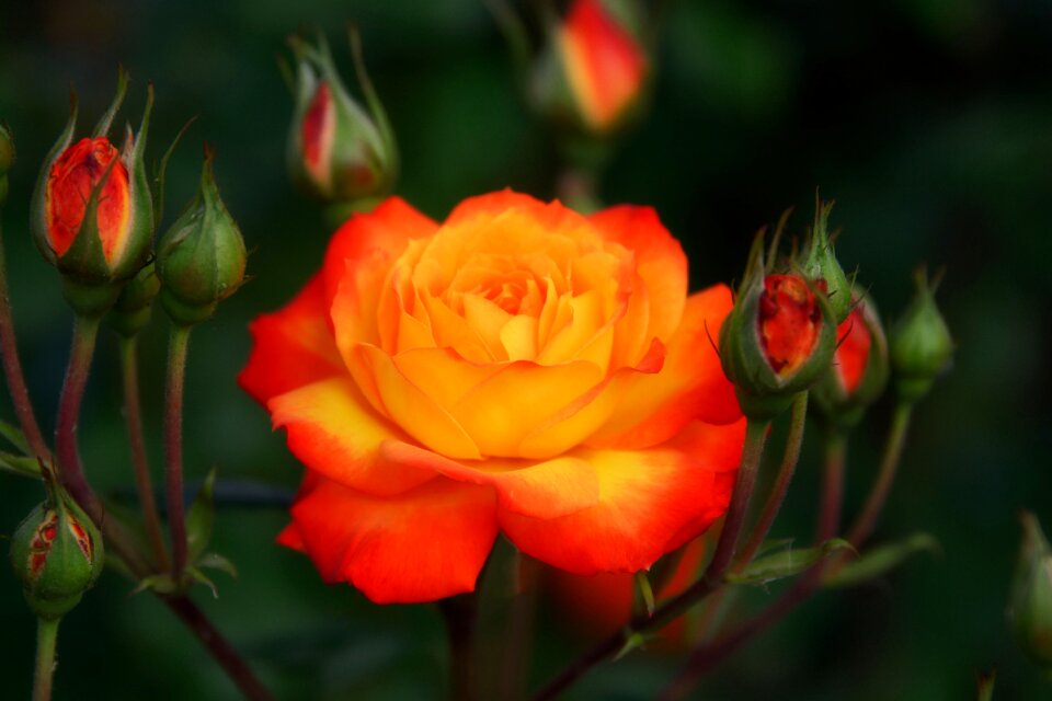 Garden summer blossom
