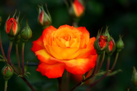 Garden summer blossom photo