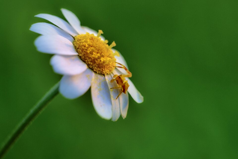 Nature insect petals