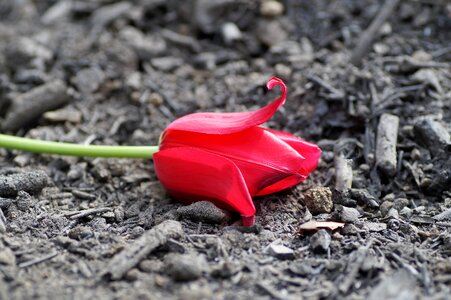 Tulip charred burnt