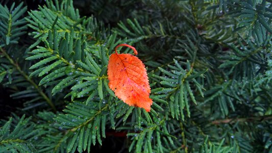 Leaves autumn nature