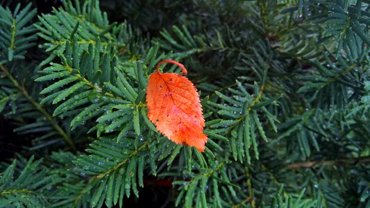 Leaves autumn nature photo