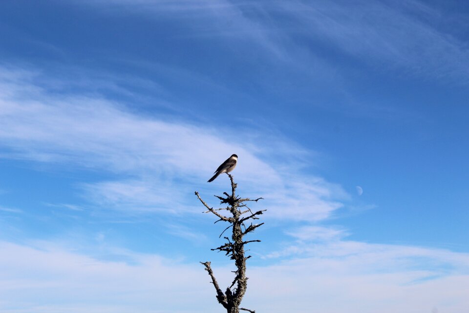 Animals canada tree