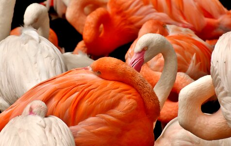 Feather pride tierpark hellabrunn