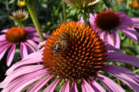 Insect pollination bloom photo