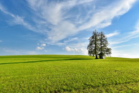 Green meadow tree chapel photo