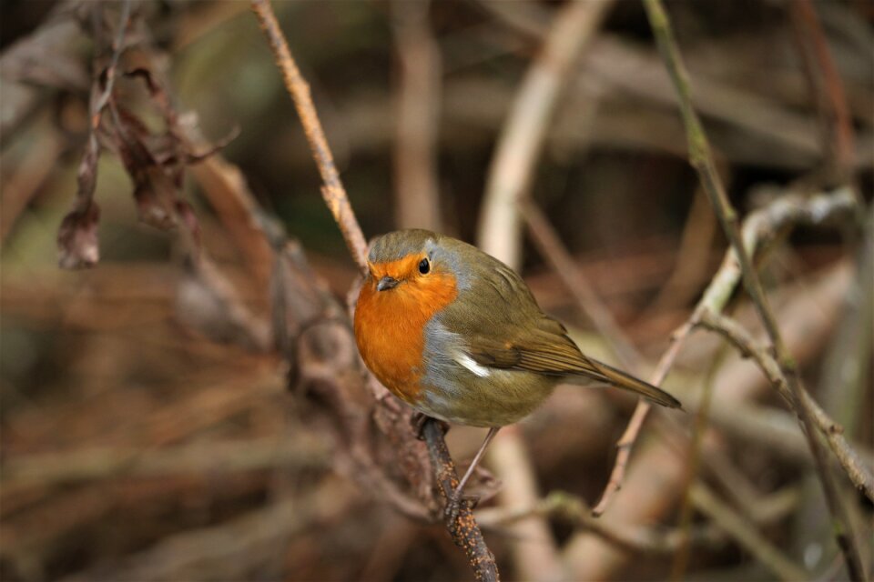 Red wildlife branch