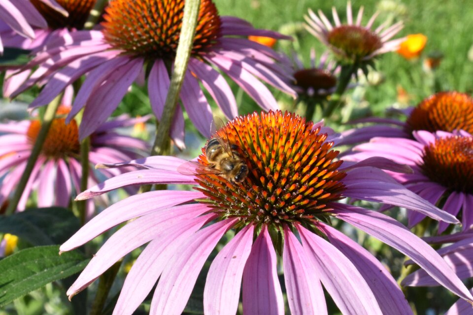 Pollination bush flower