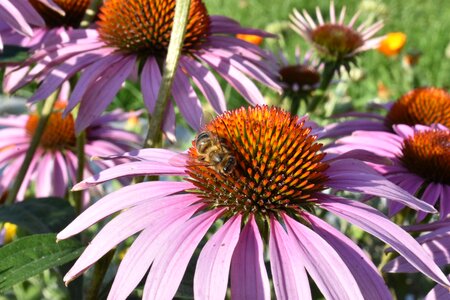 Pollination bush flower