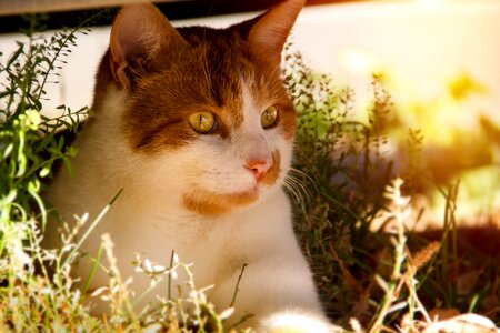 Red sitting grass
