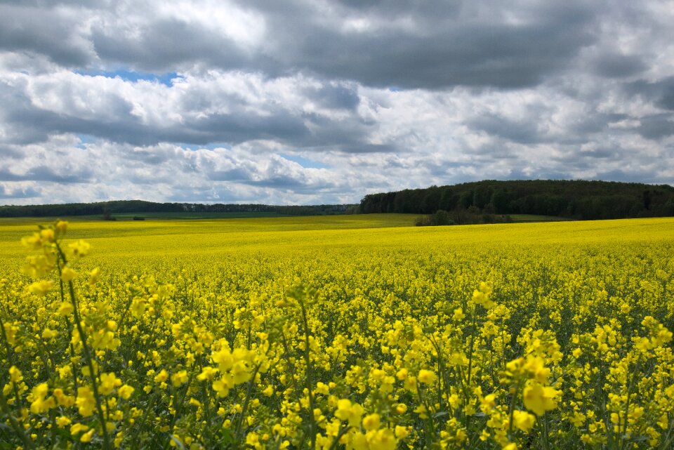 Oilseed rape rape blossom panorama
