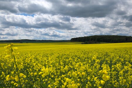 Oilseed rape rape blossom panorama