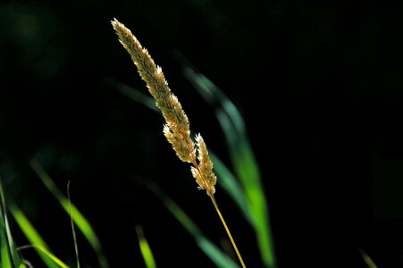 Nature plant wild
