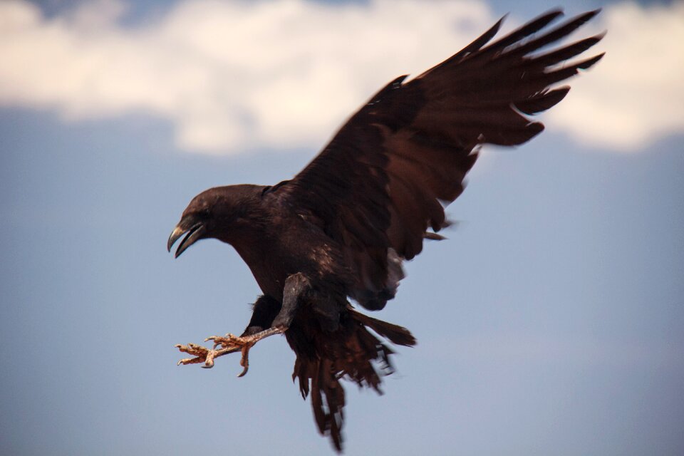Flying black blue birds