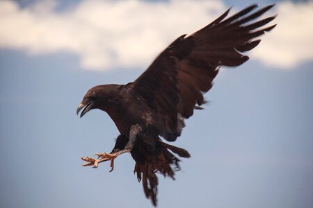 Flying black blue birds