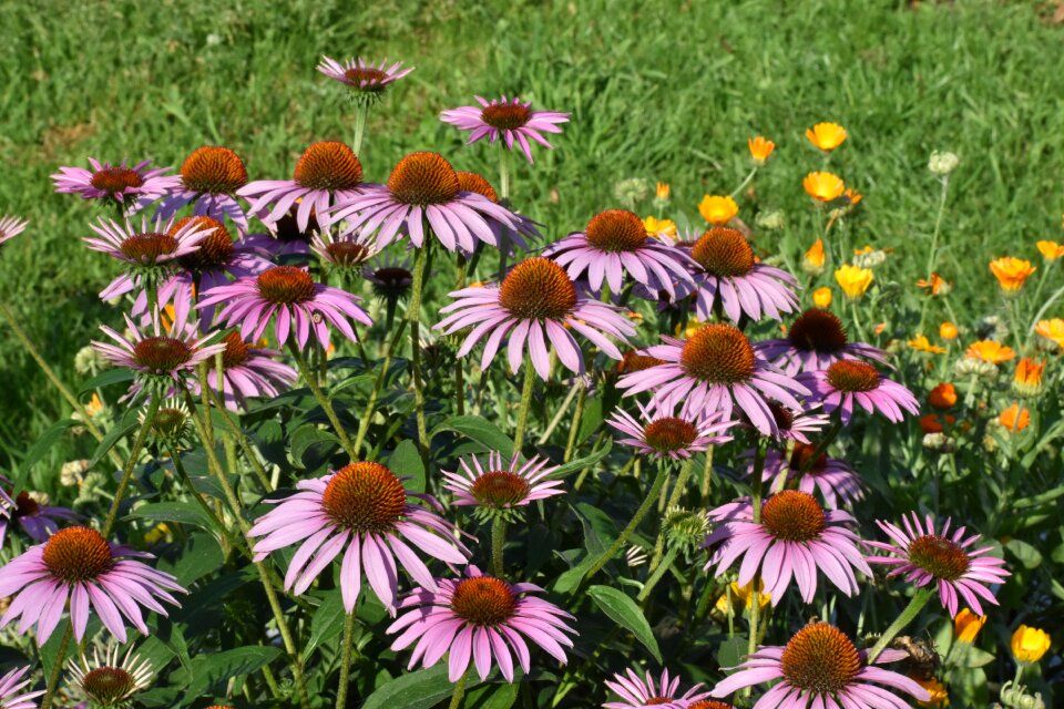Flower bloom garden