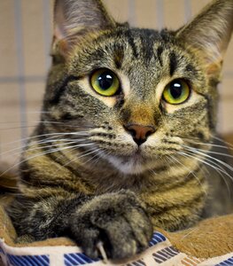 Portrait kitty housecat