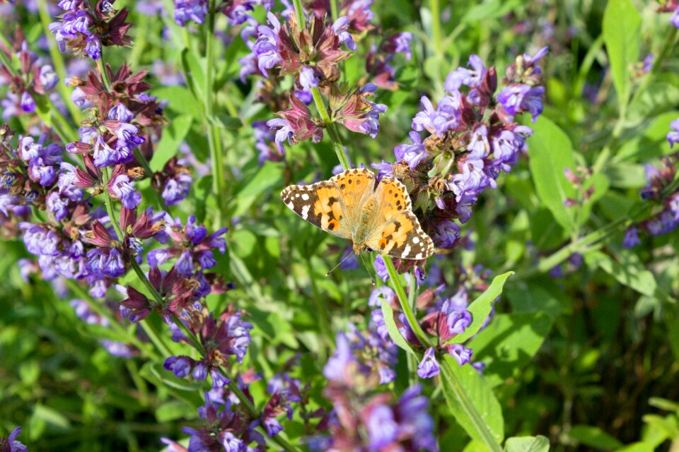 Botany inflorescence butterfly