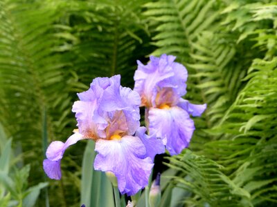 Iris flowers lilac