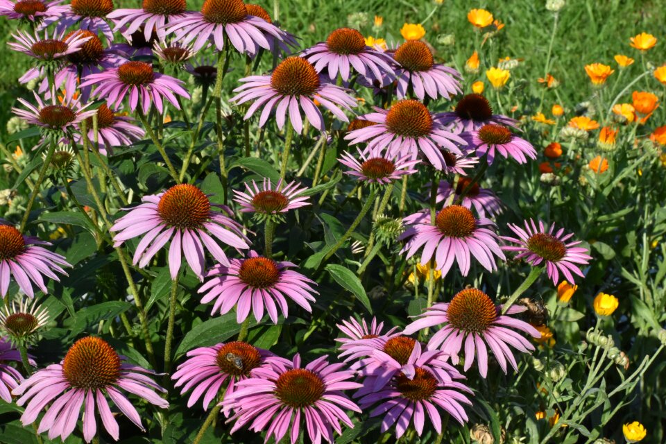 Flower bloom garden