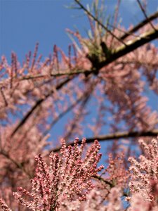 Blossom spirea flowers