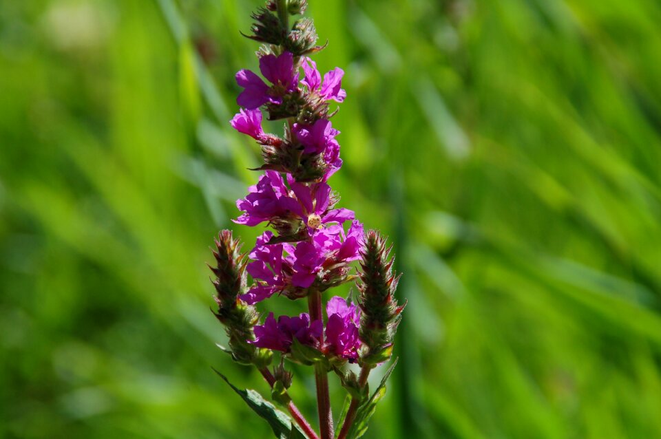 Nature summer flora photo