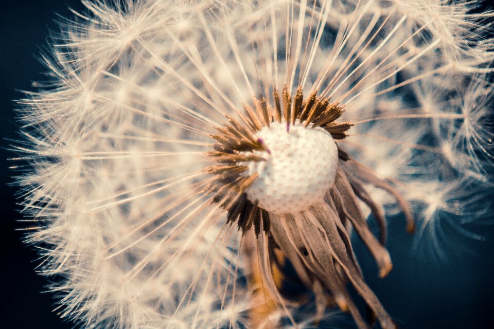 Close up pointed flower plant