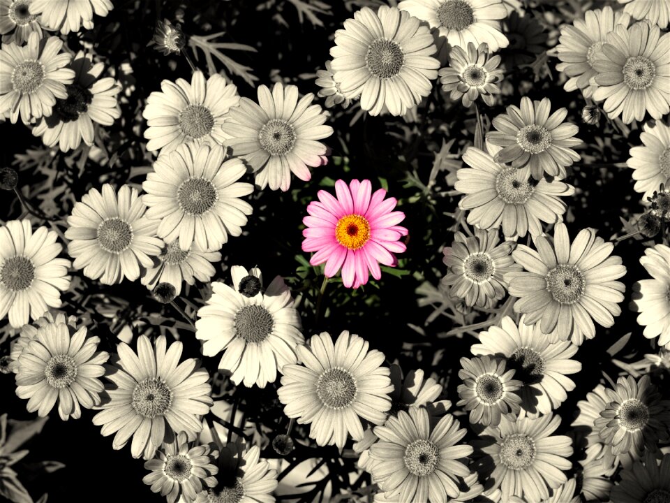 Pink flowers background