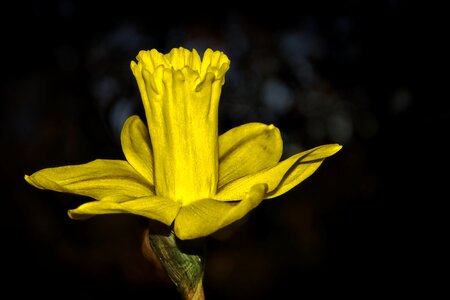 Flower yellow spring