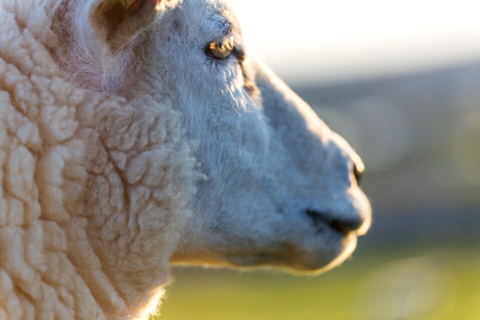Wool rural landscape