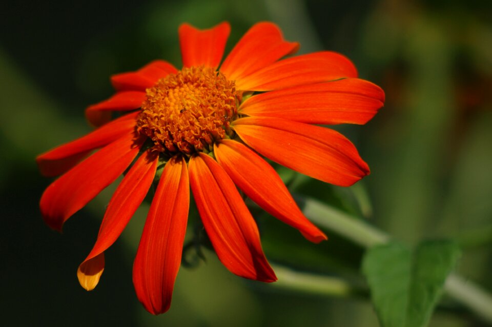 Sunflower antique flower summer