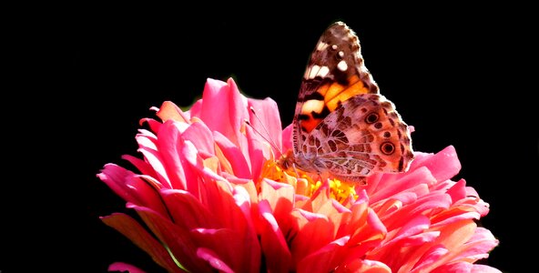 Zinnia nature macro
