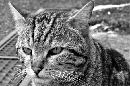 Cat stray cat calico cat