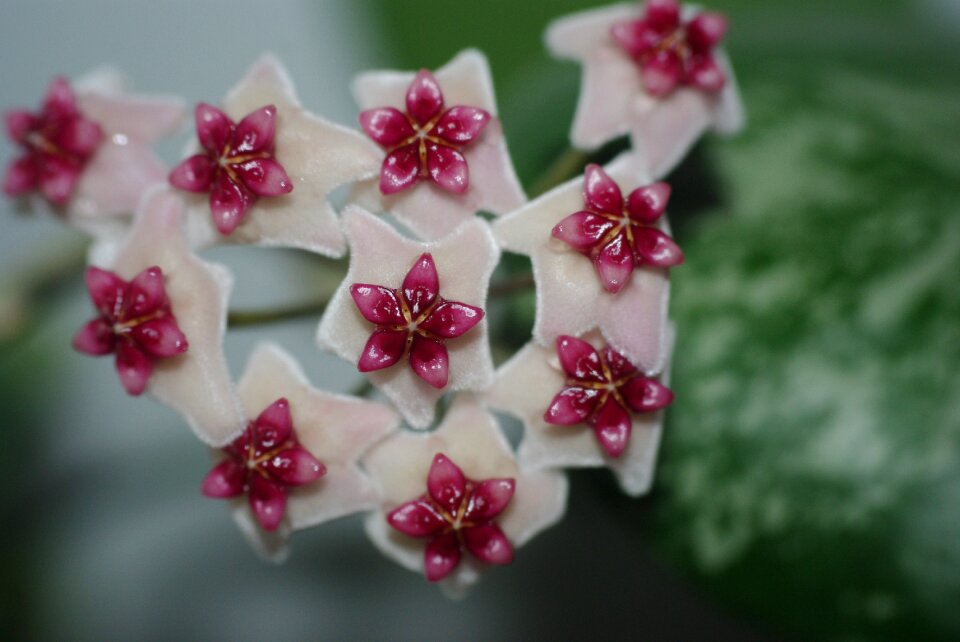 No one garden blooming